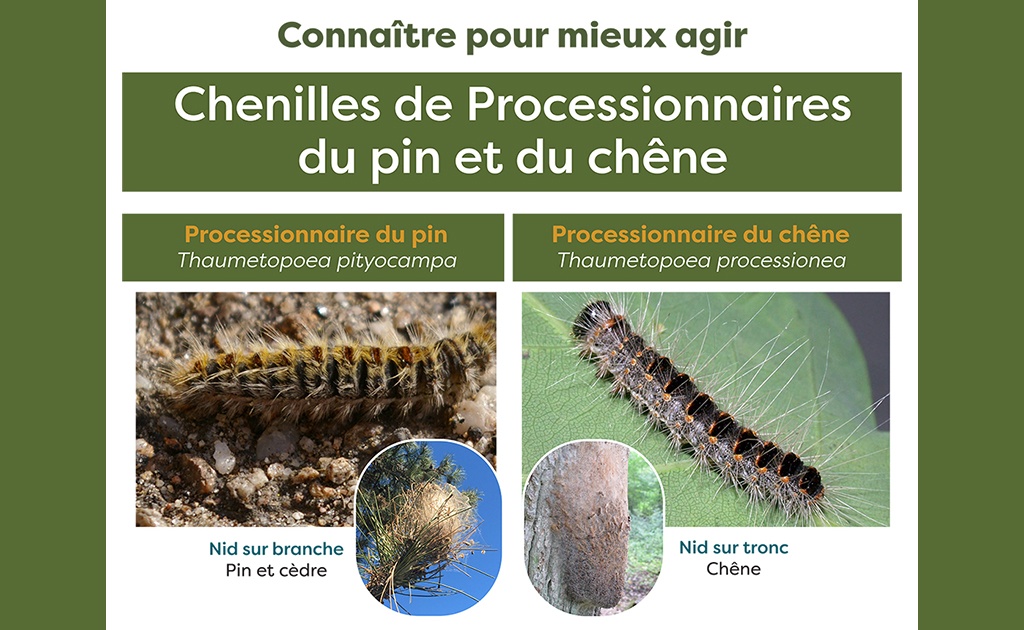 Chenille processionnaires VIGILANCE